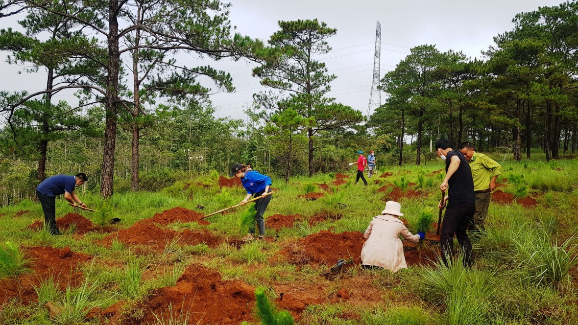 Phát triển kinh tế lâm nghiệp bền vững ở Tây Nguyên: Tăng cường các giải pháp bảo vệ rừng