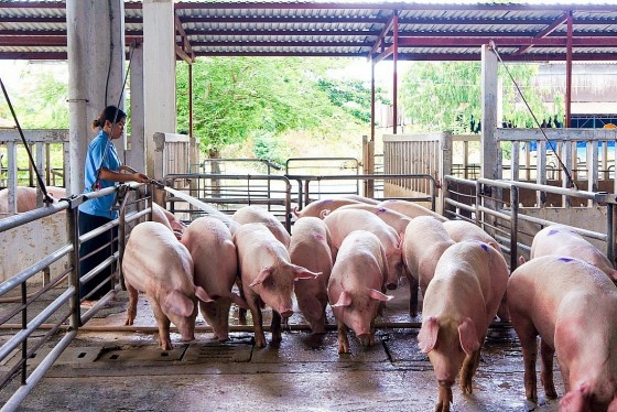Giá lợn hơi có thể chạm mốc 80.000 đồng/kg