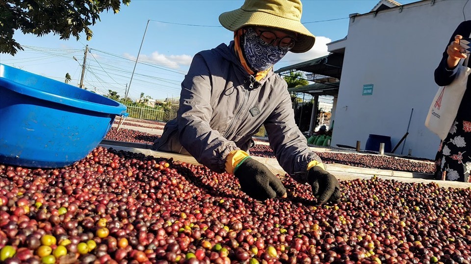 Xuất khẩu cà phê dự báo cán đích 4 tỷ USD