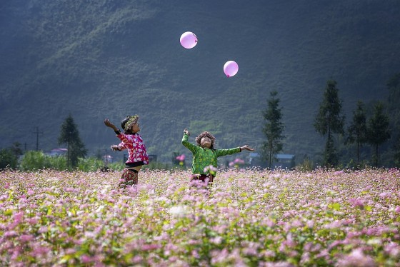 Hà Giang trồng gần 400ha hoa tam giác mạch để phục vụ lễ hội