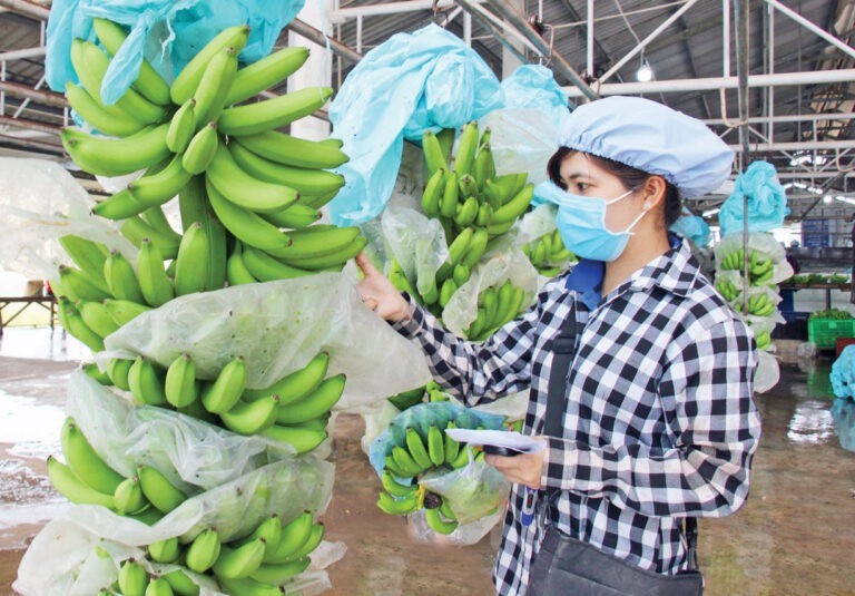 Xuất khẩu rau quả sang thị trường Trung Quốc nhiều khởi sắc