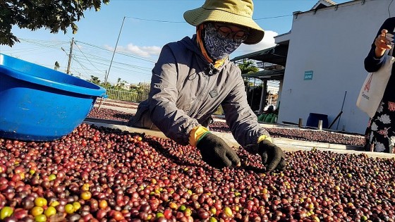 Xuất khẩu cà phê đạt 3,5 tỷ USD