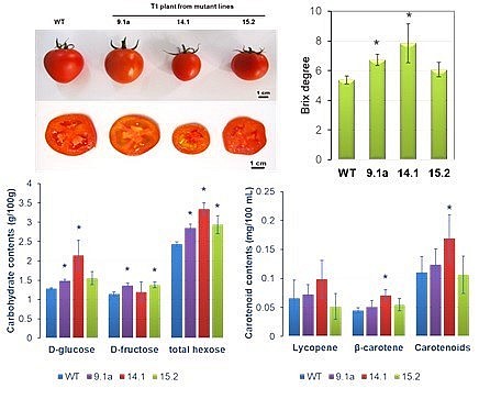 Sự khác biệt về hình thái quả và các thông số sinh hóa của dòng cà chua đối chứng (WT) so với các dòng cà chua chỉnh sửa gen - Ảnh: VAST