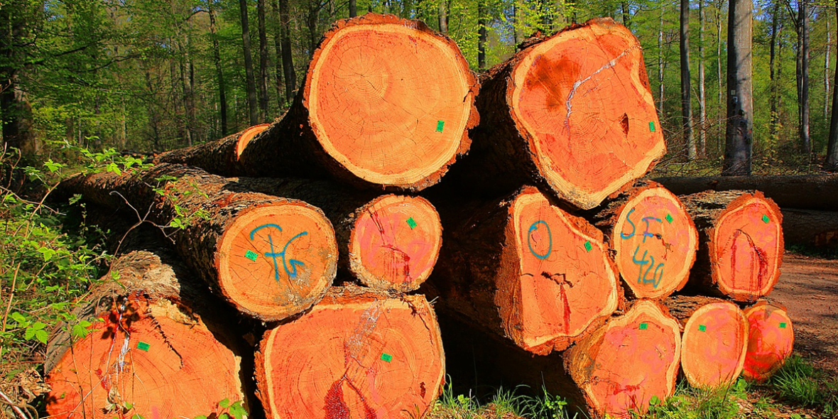 Việt Nam chi gần 2 tỷ USD nhập khẩu gỗ nguyên liệu