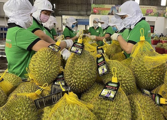 Thêm 47 mã số vùng trồng sầu riêng Việt Nam đủ tiêu chuẩn xuất khẩu sang Trung Quốc