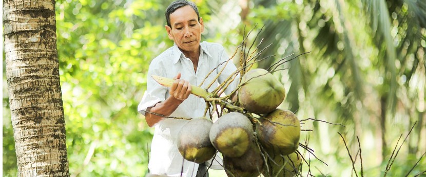 Tiềm năng xuất khẩu các sản phẩm từ trái dừa còn rất lớn. 