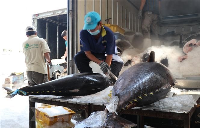 Xuất khẩu cá ngừ Việt Nam sang Hàn Quốc tăng cao