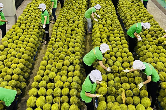 Xuất khẩu rau quả sang Trung Quốc tăng cao kỷ lục