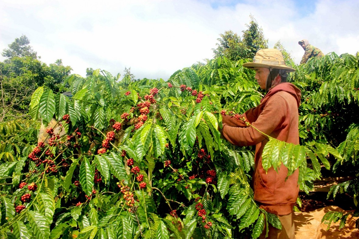 Giá cà phê Việt Nam tăng cao nhất 30 năm