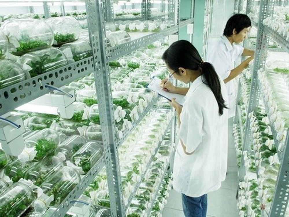 Công nghệ sinh học nông nghiệp: Cơ hội và thách thức