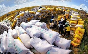 Giá gạo xuất khẩu Việt Nam ngược chiều tăng, trở lại mốc lịch sử 643 USD/tấn