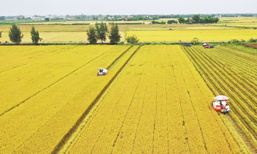 Báo chí quốc tế: Việt Nam là hình mẫu phát triển nông nghiệp xanh bền vững