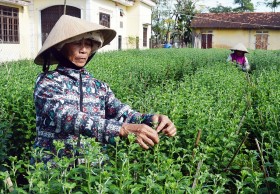 Quảng Nam: Thị xã Điện Bàn xây dựng nông thôn mới với nhiều kết quả tích cực