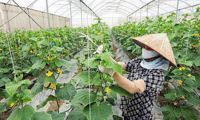 Bắc Giang: Phát triển hợp tác xã trong tái cơ cấu ngành nông nghiệp và xây dựng nông thôn mới