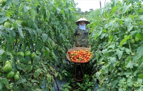 Liên kết trong sản xuất nông nghiệp, thúc đẩy xây dựng nông thôn mới ở Bắc Ninh