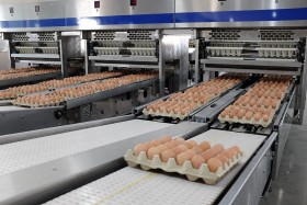 Sản lượng trứng gà Hòa Phát lần đầu vượt 300 triệu quả, ra mắt sản phẩm trứng vỏ hồng