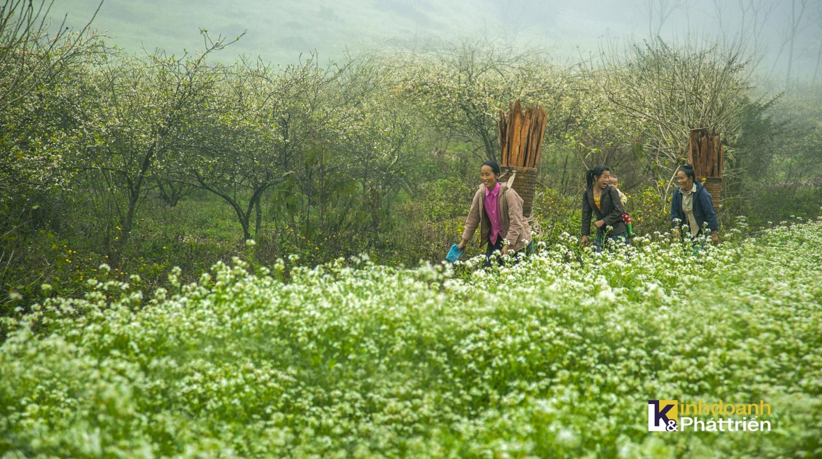Lên cao nguyên Mộc Châu khám phá vẻ đẹp mùa hoa cải