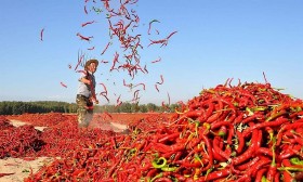 Việt Nam xuất khẩu hơn 10.000 tấn ớt trong năm 2023