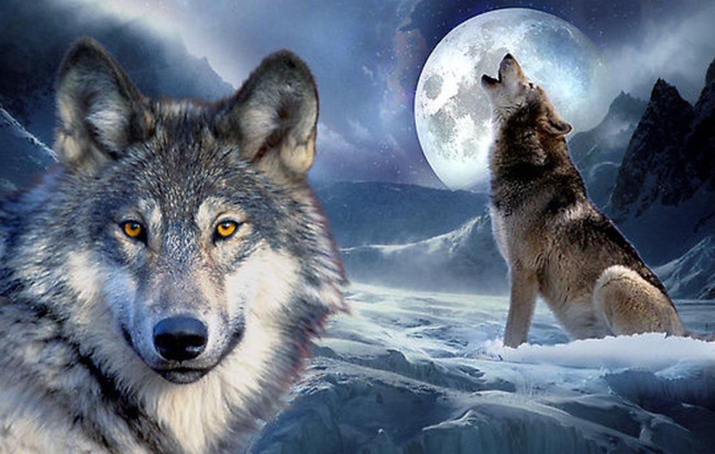 Sói đầu đàn là một vị lãnh đạo tài ba và quyết đoán, luôn dẫn đầu đàn sói đi tìm con mồi. Hãy xem hình ảnh về loài sói thông minh và mạnh mẽ này.