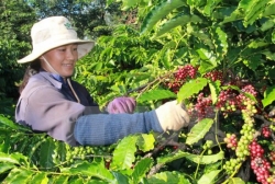 Xuất khẩu cà phê tăng 10,8%