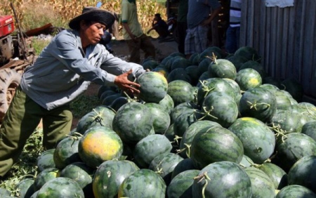 Trung Quốc tăng cường quản lý truy xuất nguồn gốc trái cây nhập khẩu