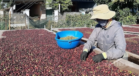 Cà phê Việt Nam xuất khẩu sang Đức sẽ tăng nhờ EVFTA?