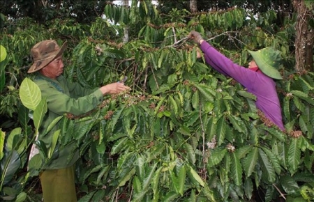 Gần 109.000 ha cà phê đã được tái canh và ghép cải tạo