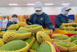 Kết nối doanh nhân kiều bào, đưa nông sản Việt vào chuỗi giá trị toàn cầu