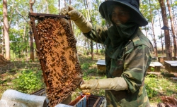 Việt Nam nói gì về việc Mỹ áp thuế chống bán phá giá 400% với mật ong?