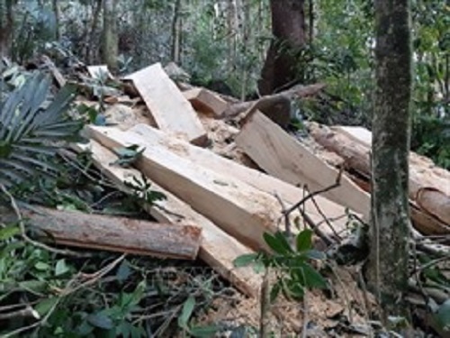 Cấp tốc thành lập Đoàn kiểm tra thông tin phá rừng quy mô lớn tại Kon Tum