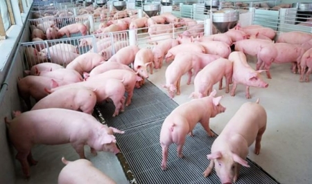 Giá thịt lợn tăng cao: Cơ hội bình ổn ngành chăn nuôi