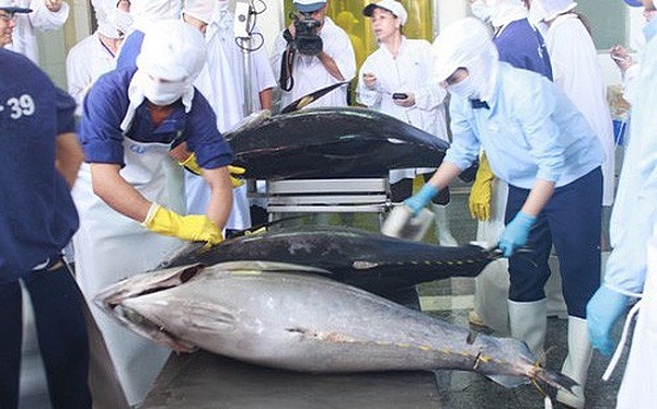 Xuất khẩu cá ngừ tăng tốc trở lại