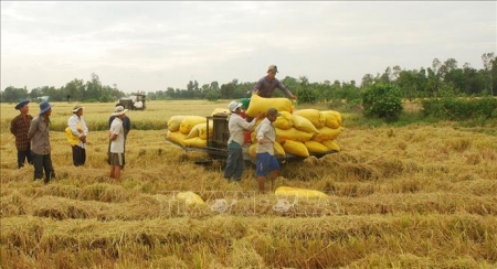 Thị trường nông sản tuần qua: Giá lúa gạo tăng nhẹ