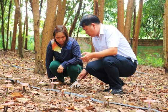 Gia Lai: Tiềm năng phát triển nấm linh chi quý dưới tán rừng