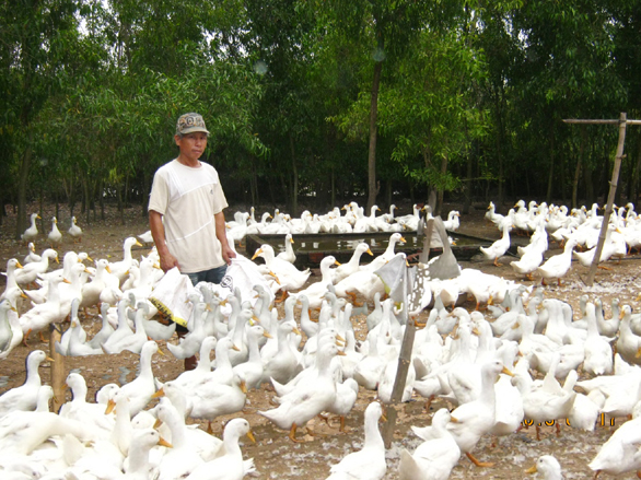 Ngành chăn nuôi gia cầm đồng bằng sông Cửu Long tìm cách gỡ khó trong mùa dịch