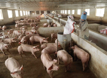 Giá lợn hơi chìm sâu, có nơi dưới 40.000 đồng/kg