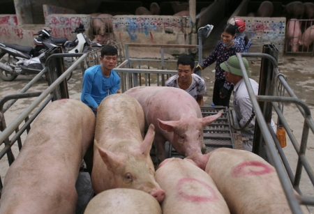 Giá lợn hơi lại có dấu hiệu giảm